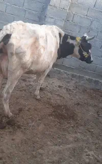 گاو