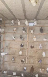 کبوتر پرشی