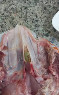 اسکلت مرغ