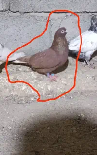کفتر