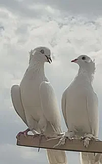 کفتر