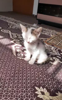 گربه خانگی سفید خوشگل