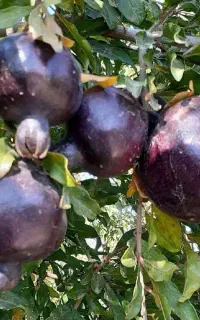 فرصــت طــلایـی کـاشت نهـال را از دست ندهید
