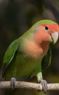 دوعدد طوطی برزیلی  مولد