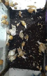 حلزون فشیال پوست اچاتینا البینو مولد تا جوجه حلزون