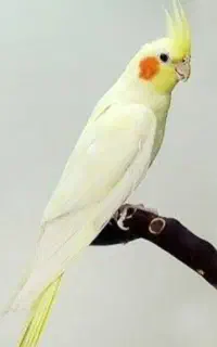 طوطی عروس نر