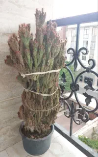 کاکتوس صخره ای کلکسیونی سخره ای تیغ زرد