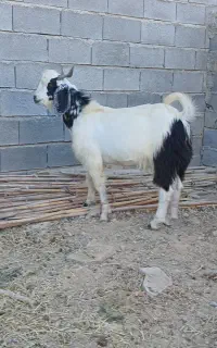 بزغاله نر جان تکه