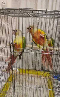 گرینچیک آناناسی رد