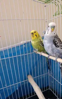 فروش مرغ عشق