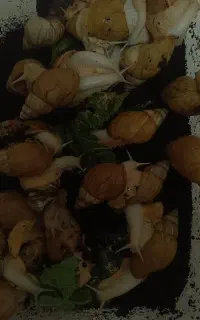 فروش یا معاوضه با هر چی