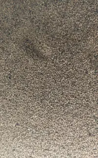 بذر یونجه
