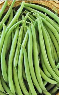 لوبیا سبز تازه