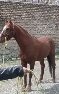 اسب نریان درجه یک