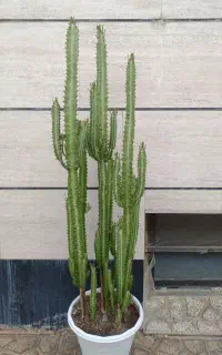 گل کاکتوس