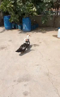 دو عدد اردک