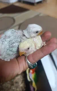 جوجه کوتوله برزیلی سرلاکی و چندتا قفس