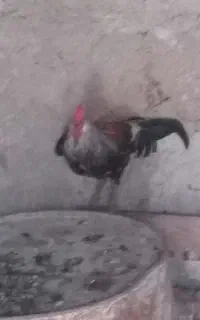 7عدد مرغ وخروس