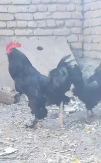 خروس مرندی