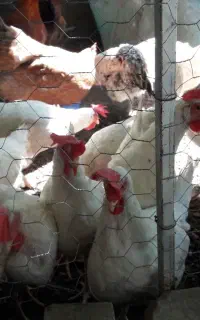 مرغ مرندی
