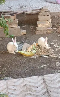 دو عدد خرگوش سفید چشم قرمز