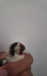 سهره نر
