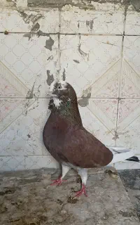 مجسمه شازده سرخ خال سیا