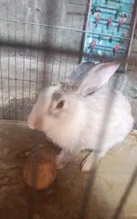 خرگوش