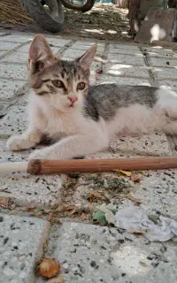 واگذاری بچه گربه