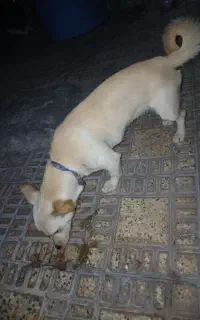 سگ برای فروش