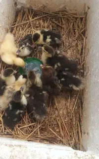 جوجه اردک اسرائیلی ۴ روز و دوعدد جوجه قو غاز ۱ماهه