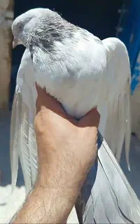 کله دمسبز اصیل، سوقدیم درشت و کشیده