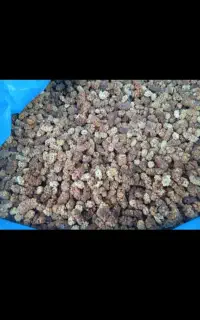 خریدار توت خشک گوسفندی