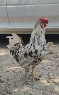 خروس گلین