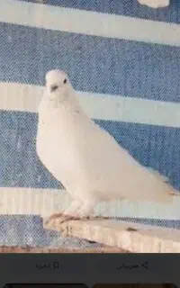 پرنده
