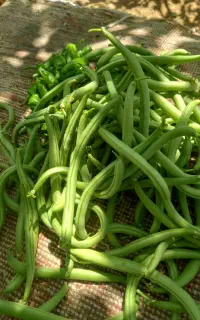 لوبیا سبز