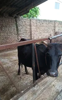 ماده گاو جوان
