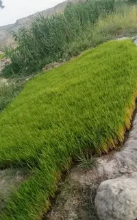 تخم چلتوک شمیم