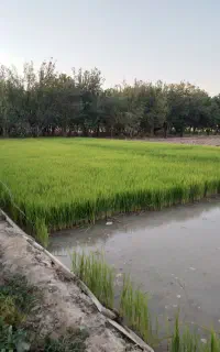نشا برنج