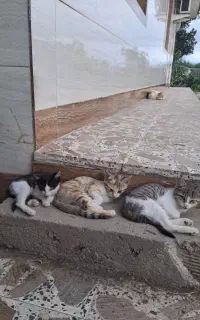 بچه گربه واگذار