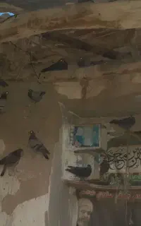 کبوترفروشی