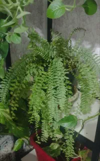 گل‌های  خانگی