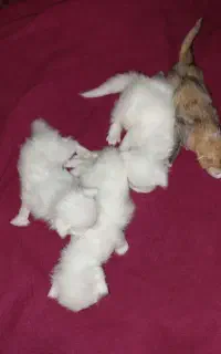 بچه گربه پرشین