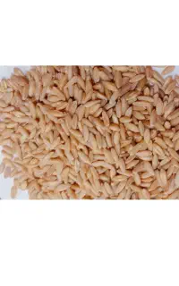 گندم دیم سرداری