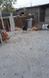 بوقلمون