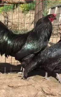 تک مرغ نژاد سوماترا