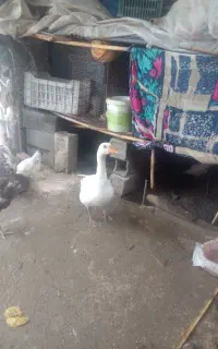 ی دونه غازنر