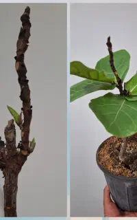 راهنمایی داوطلبانه گل وگیاه طبیعی واپارتمانی