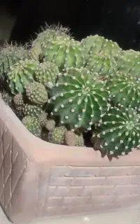 کاکتوس‌