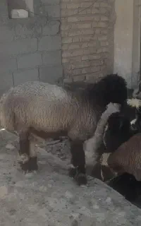 فروش ۲۰ راس بره نر چاق